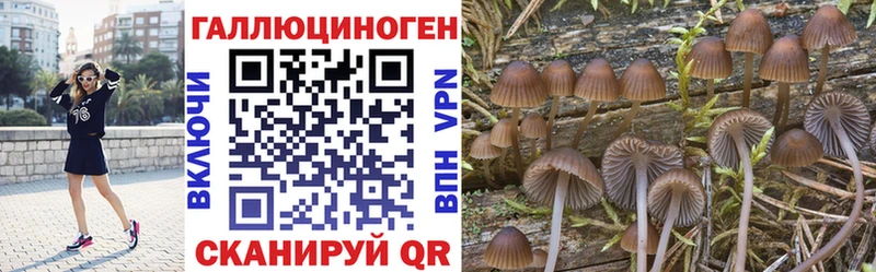 Галлюциногенные грибы Cubensis Новопавловск